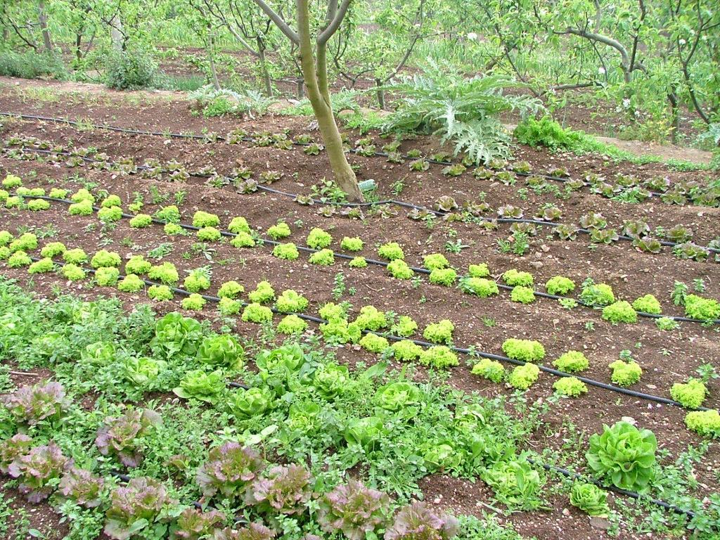 فيلا فيكو إيكوينسفي Agriturismo La Ginestra المظهر الخارجي الصورة