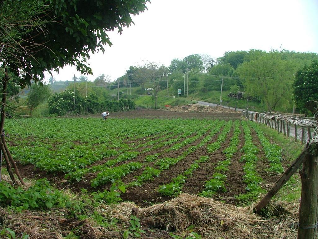 فيلا فيكو إيكوينسفي Agriturismo La Ginestra المظهر الخارجي الصورة