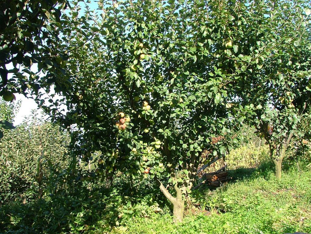 فيلا فيكو إيكوينسفي Agriturismo La Ginestra المظهر الخارجي الصورة