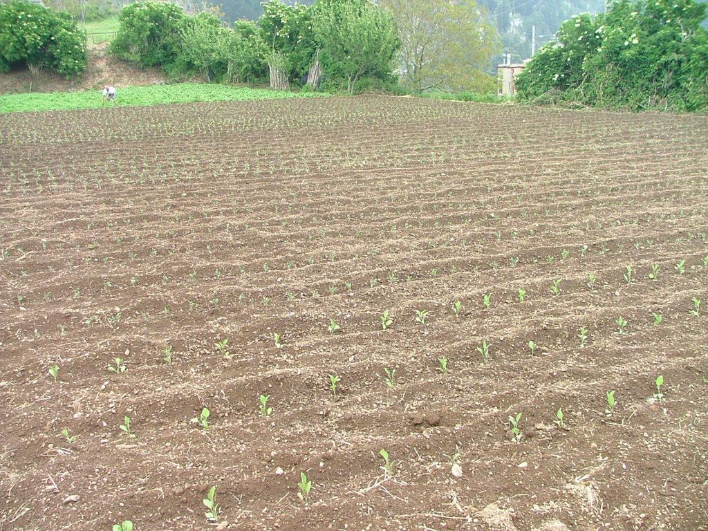 فيلا فيكو إيكوينسفي Agriturismo La Ginestra المظهر الخارجي الصورة