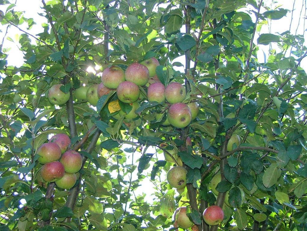 فيلا فيكو إيكوينسفي Agriturismo La Ginestra المظهر الخارجي الصورة