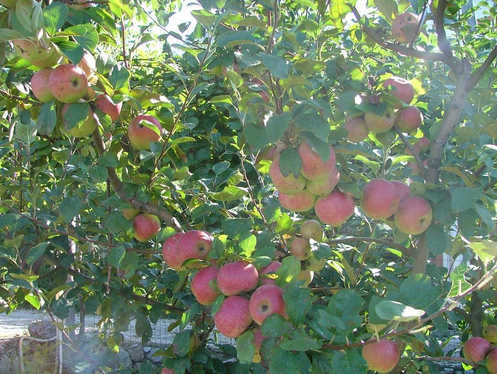 فيلا فيكو إيكوينسفي Agriturismo La Ginestra المظهر الخارجي الصورة