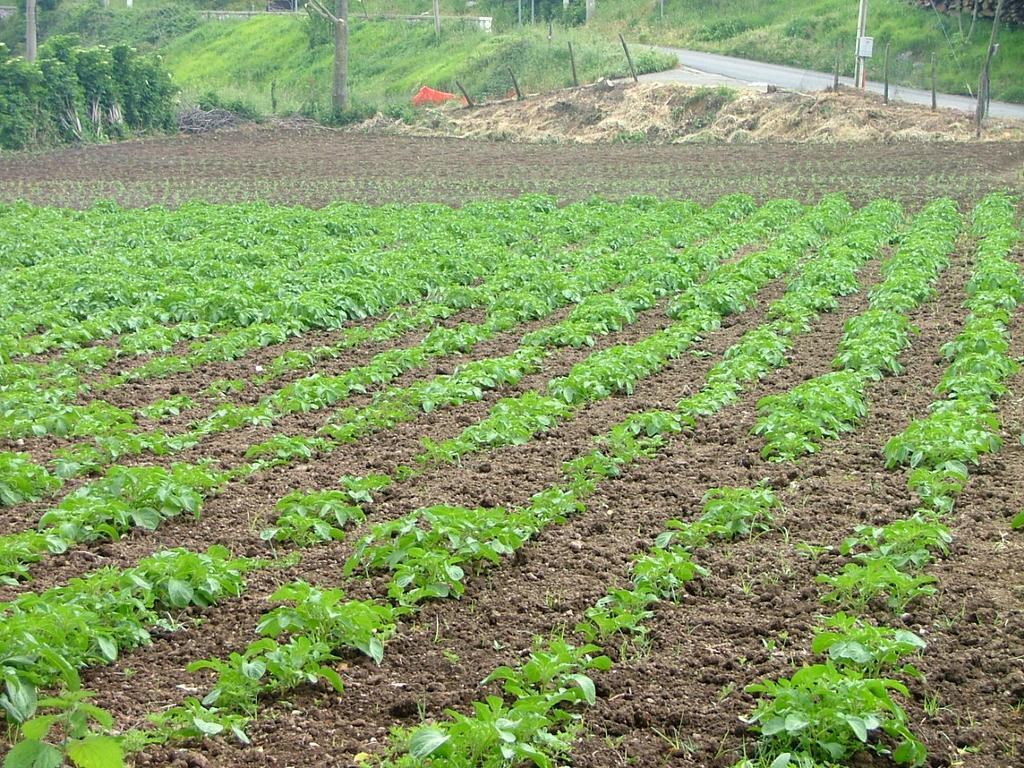 فيلا فيكو إيكوينسفي Agriturismo La Ginestra المظهر الخارجي الصورة