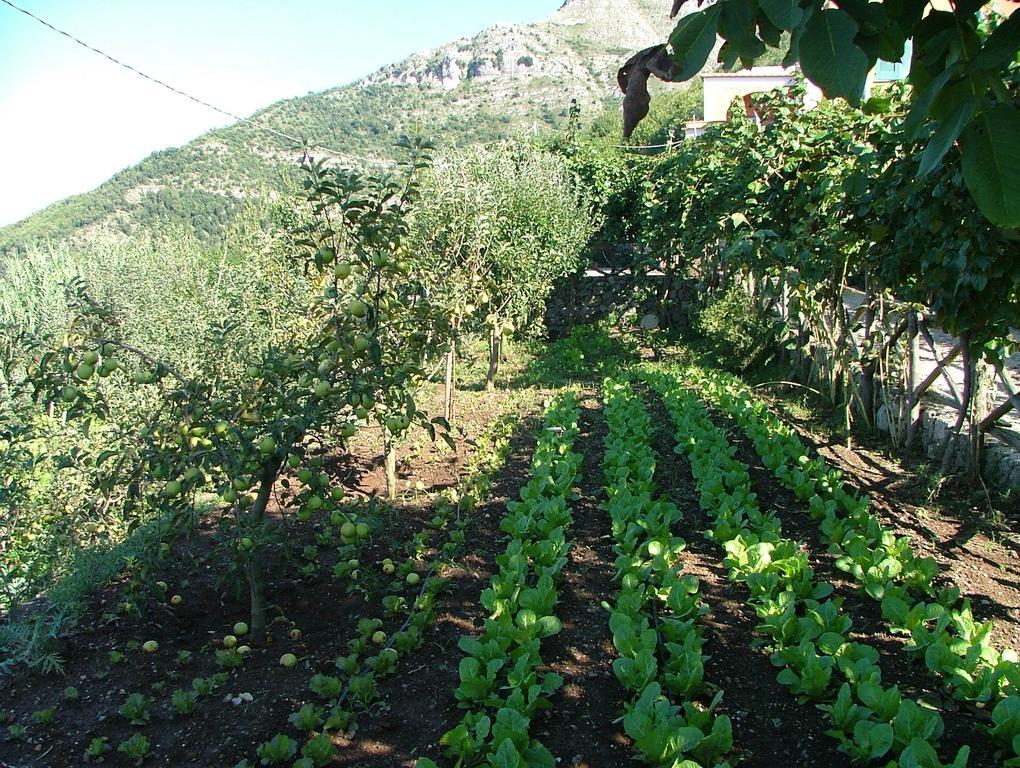 فيلا فيكو إيكوينسفي Agriturismo La Ginestra المظهر الخارجي الصورة
