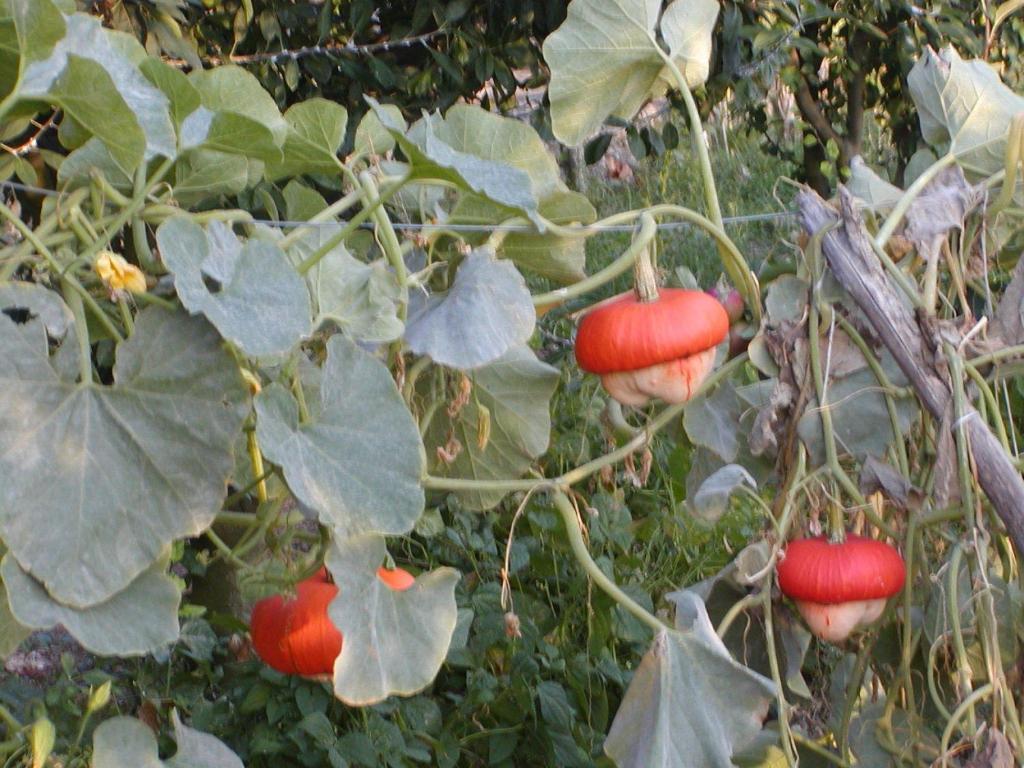 فيلا فيكو إيكوينسفي Agriturismo La Ginestra المظهر الخارجي الصورة
